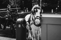 IMG_6848